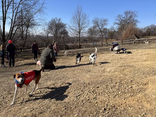 Church Hill Dog Park photo 2